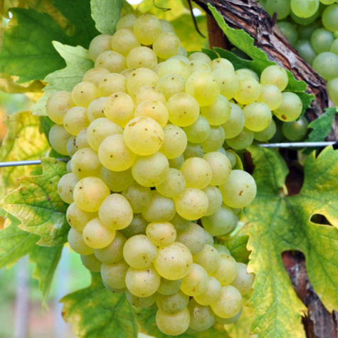 Winorośl winogrona Veeblanc