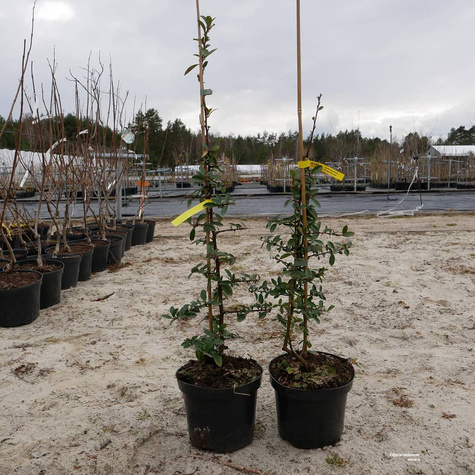 Ognik Szkarłatny Orange Charmer (C2)