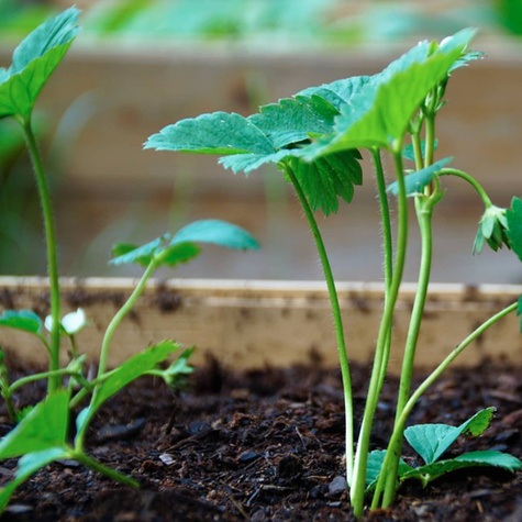 Zestaw Truskawka Elsanta FRIGO 10szt