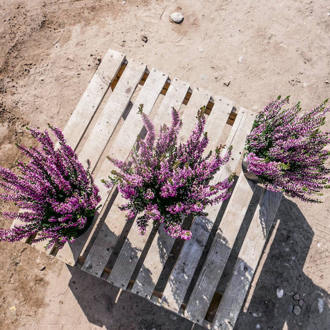 Wrzos pospolity fioletowy pączkowy