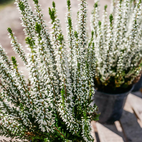 Wrzos pospolity Veluve biały pączkowy