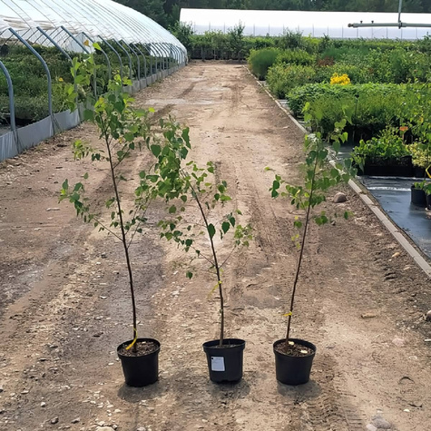 Brzoza brodawkowata (C2)