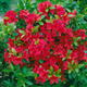 Azalia japońska Geisha Red (C2)