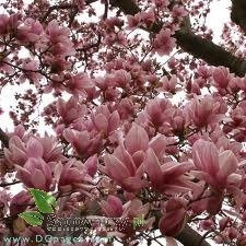 Magnolia w odmianach