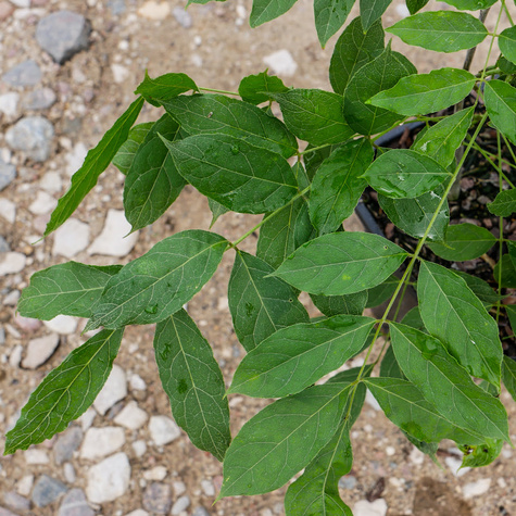 Glicynia chińska fioletowa (C2)