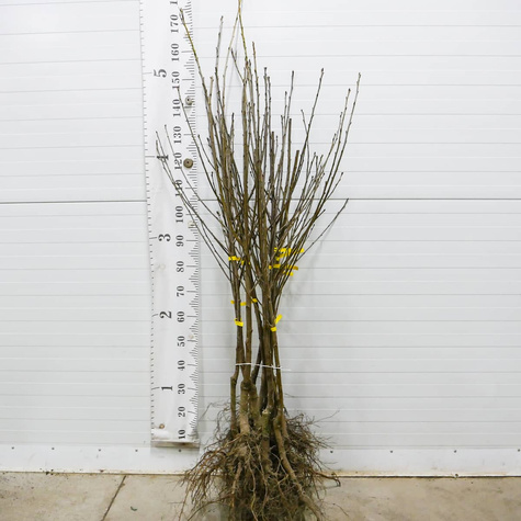 Wiśnia Wołyńska Plant Pack