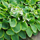 Funkia Hosta Frances Williams (C2)
