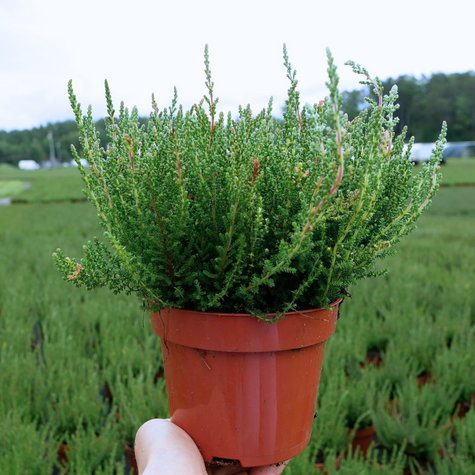 Wrzos pospolity Veluve biały pączkowy