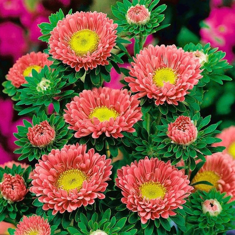 Aster półpełny Iskra łososiowa 1g
