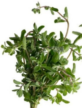 Majeranek