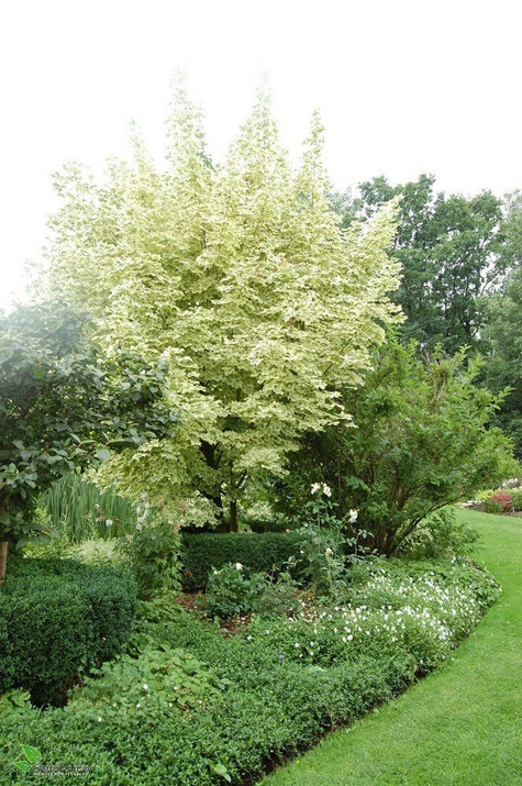 Klon pospolity Drummondi 4-6cm, H-200-250