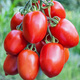 Pomidor gruntowy karłowy Granit 1g