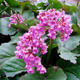 Bergenia sercowata Rotblum (C2)