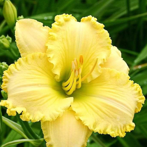 Liliowiec ogrodowy Villa Vanilla kremowy