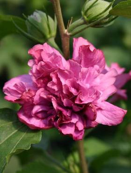 Ketmia syryjska Hibiskus Duc de Brabant (C2)