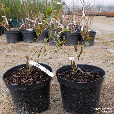 Zadrzewnia bezogonkowa Butterfly (C2)