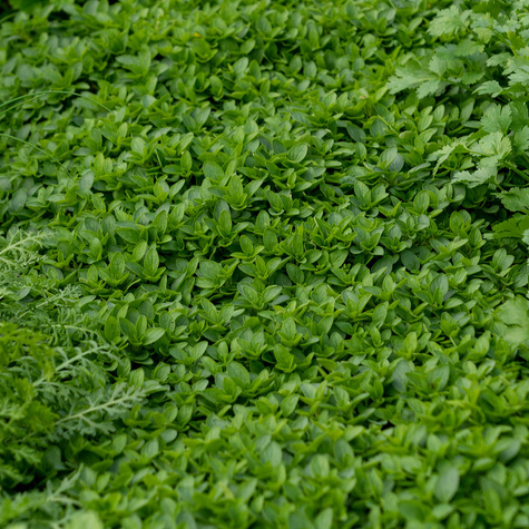 Lebiodka pospolita Diabolo