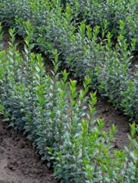 Ligustr Liguster zimozielony (C2)