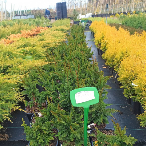 Cyprysik tępołuskowy (japoński) Teddy Bear (P9)