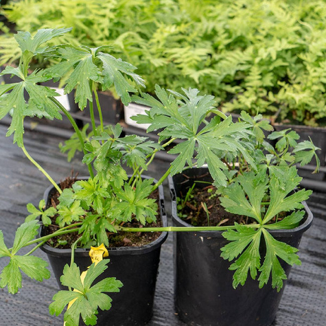 Pełnik europejski (C2)