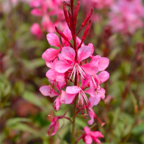 Gaura Gambit Rose (C2)