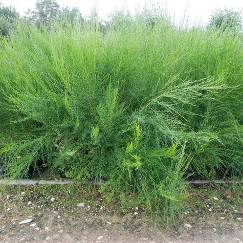 Szczodrzeniec Żarnowiec Miotlasty Kwarc (C2)