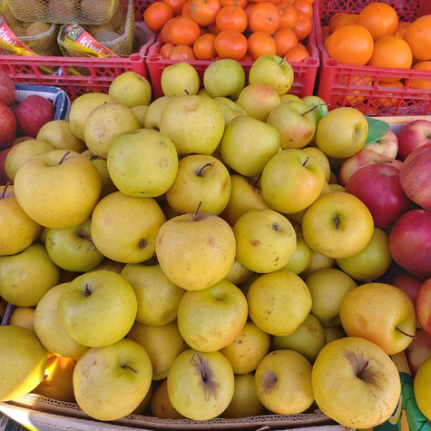 Jabłoń Kronselka w doniczce C2