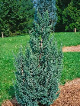 Jałowiec chiński Obelisk 