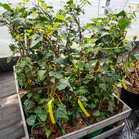 Bluszcz pospolity Białystok (C2)