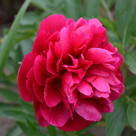 Piwonia chińska Kansas (C2)