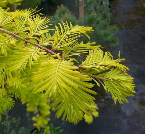 Metasekwoja chińska Goldrush