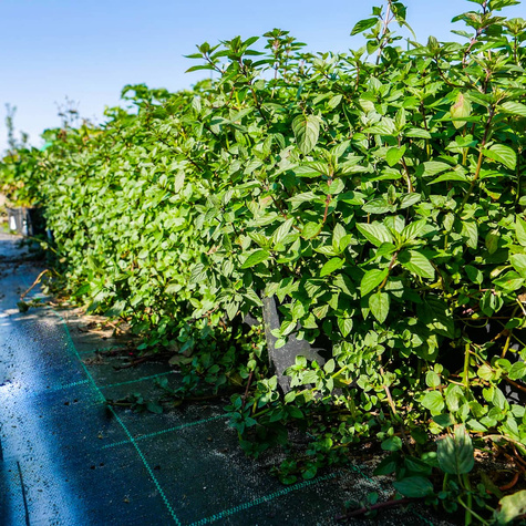 Mięta pieprzowa angielska pomarańczowa Granada (C2)