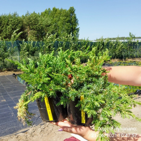 Jałowiec nadbrzeżny Schlager (P9)