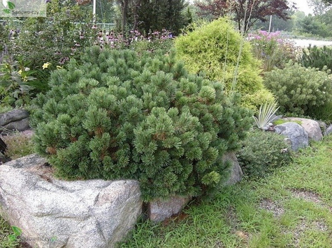 Sosna górska kosodrzewina 