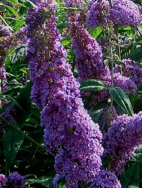 Budleja Davida 'Peacock' (P9)