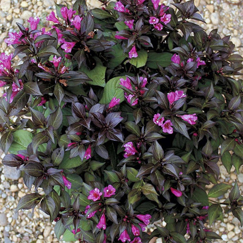 Krzewuszka Elvera (P9)