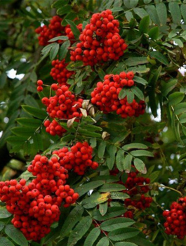 Jarząb Turyński Fastigiata Szczepiony Na Pniu