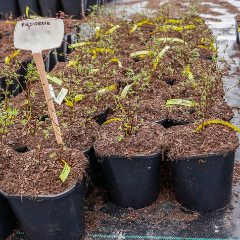 Pięciornik krzewiasty Hopley's Orange (C2)