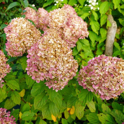 Hortensja bukietowa Rastede (C2)