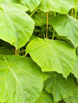 Paulownia Puszysta Cesarskie Drzewko Szczęścia (C2)