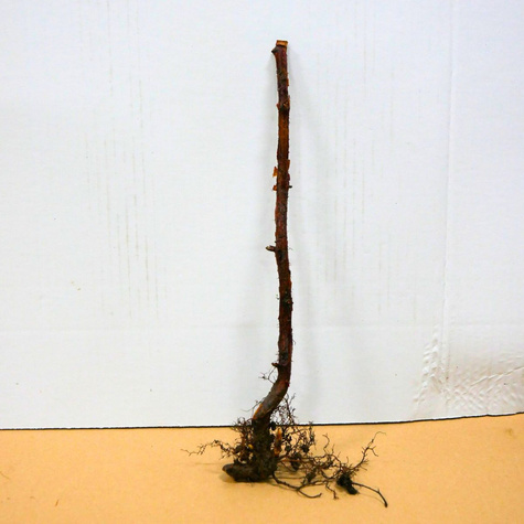 Malina żółta Plant Pack