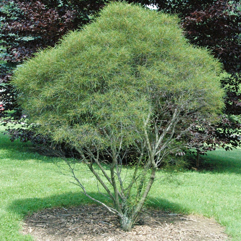 Kruszyna pospolita Aspeleniifolia (C2)