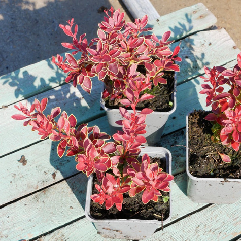 Berberys thunberga Špaček (Red Bird) (P9)