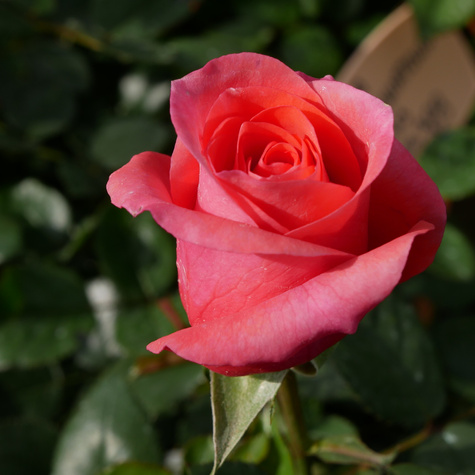 Róża wielkokwiatowa Focus pomarańczowo-różowa