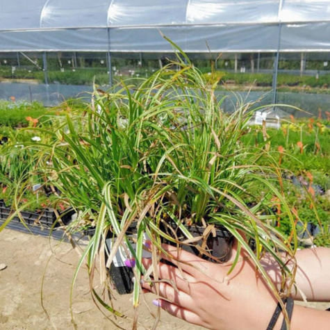 Turzyca japońska Silver Sceptre (C2)