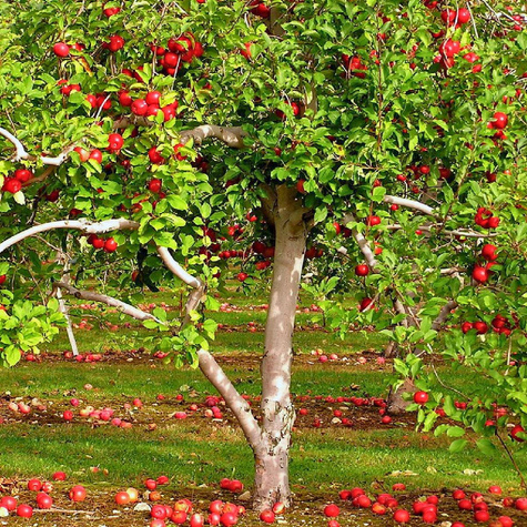 Jabłoń Novamac parchoodporny Plant Pack