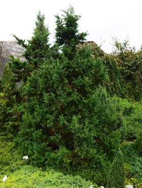 Cyprysik tępołuskowy Drath