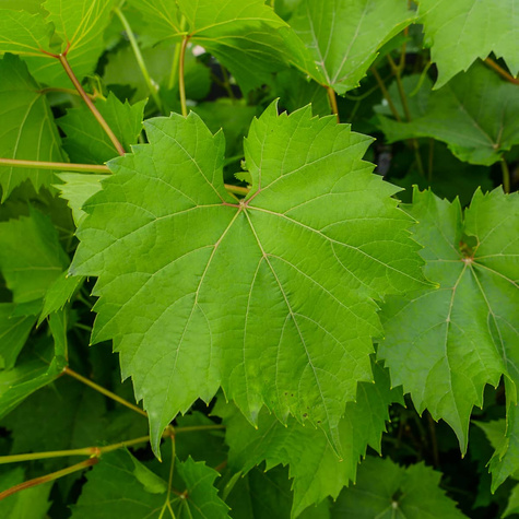 Winorośl winogrona Leon Millot