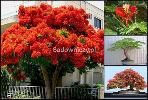 Płomień Afryki Wianowłostka królewska 4g nasiona