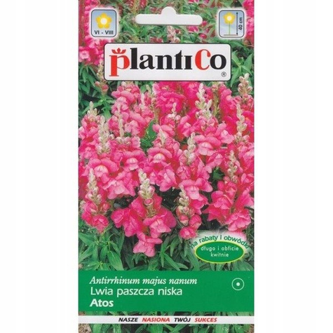 Lwia Paszcza karłowa Atos różowa Wyżlin 0,5 g